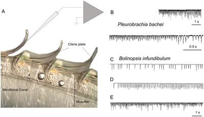 Recording cilia activity in ctenophores: effects of nitric oxide and low molecular weight transmitters